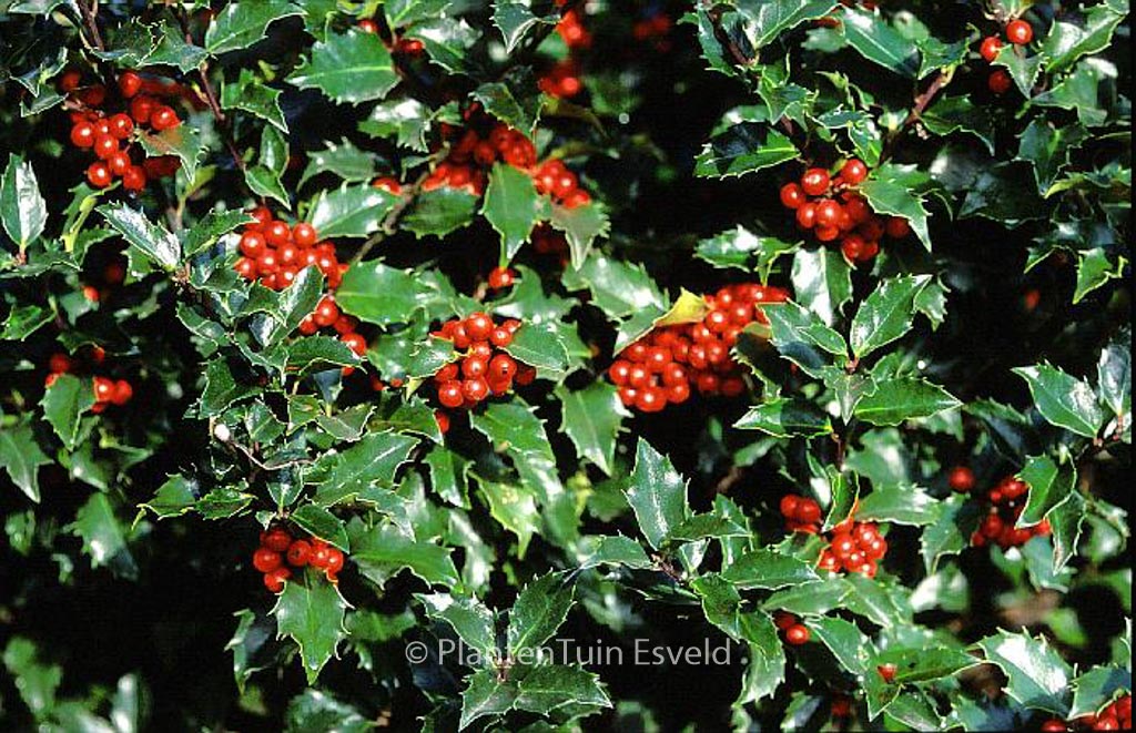 Ilex meserveae ‚Blue Angel‘