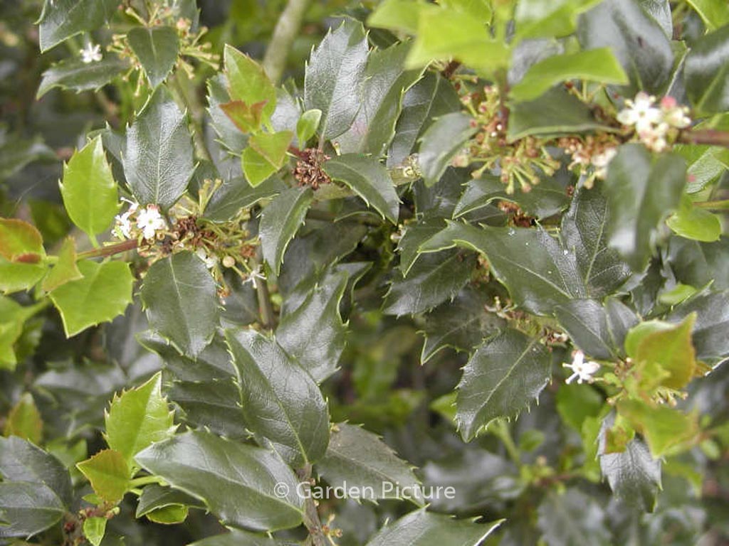 Ilex meserveae ‚Blue Boy‘