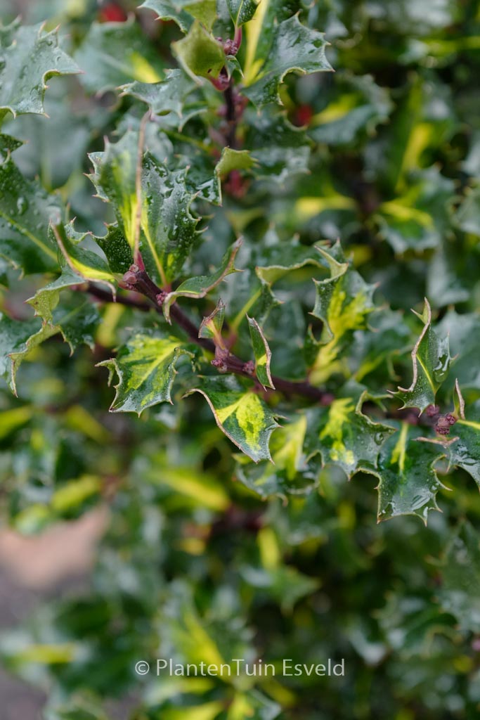Ilex meserveae ‚Blue Euro‘