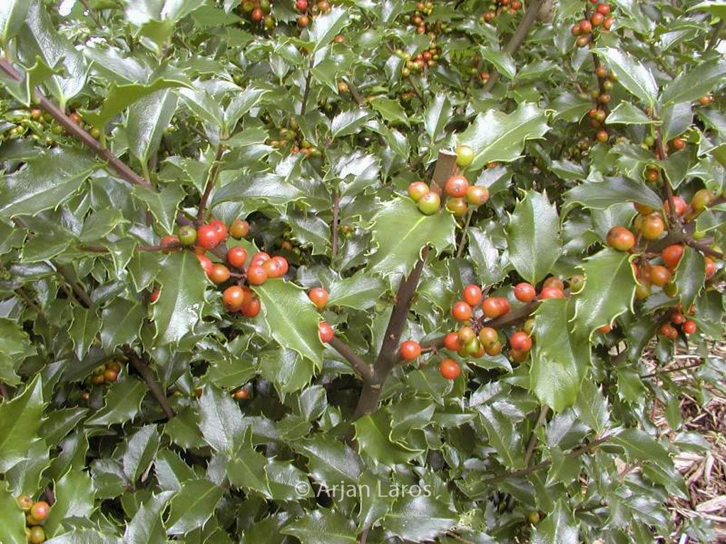 Ilex meserveae ‚Blue Girl‘