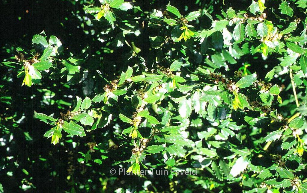 Ilex meserveae ‚Blue Prince‘