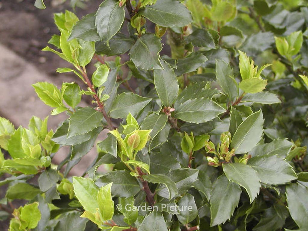 Ilex meserveae ‚Blue Stallion‘