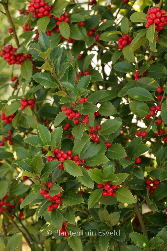 Ilex meserveae ‚Hachfee‘ (HECKENFEE)