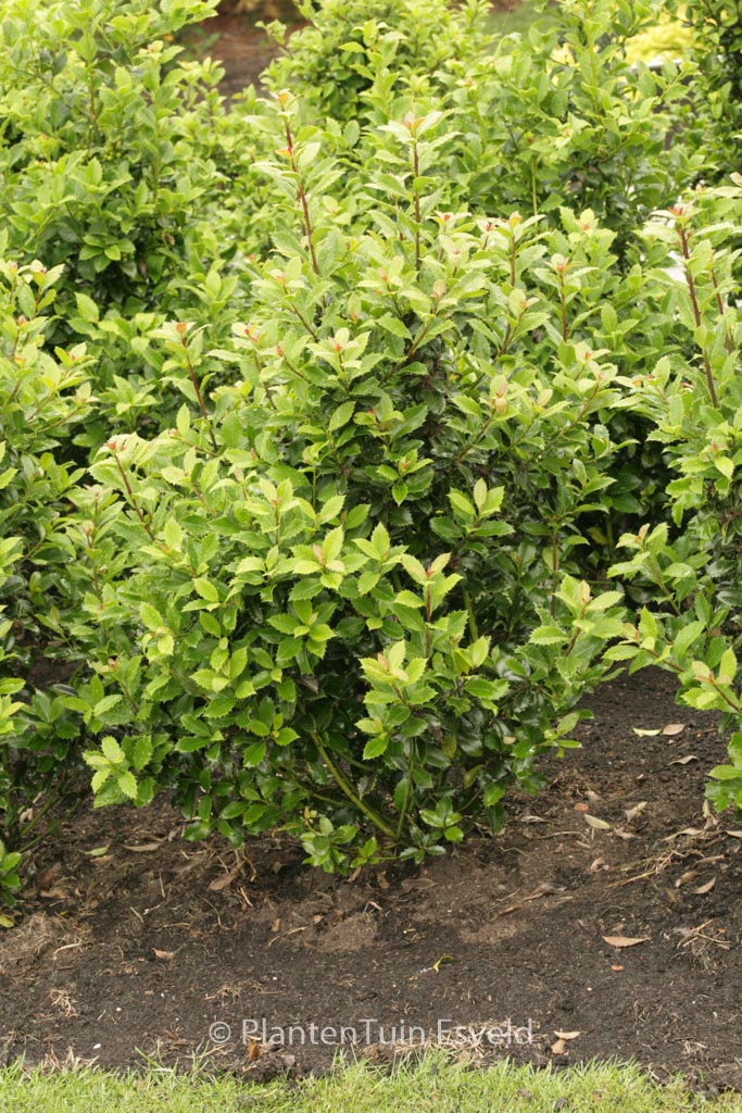 Ilex meserveae ‚Heckenpracht‘