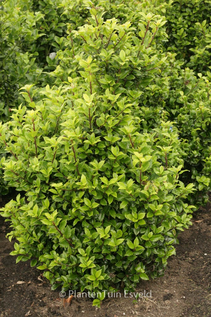 Ilex meserveae ‚Heckenstar‘ (CASTLE WALL)