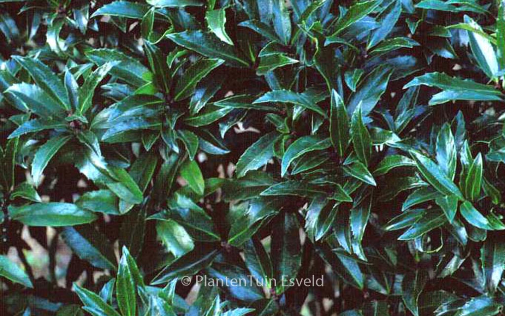 Ilex meserveae ‚Little Stranger‘