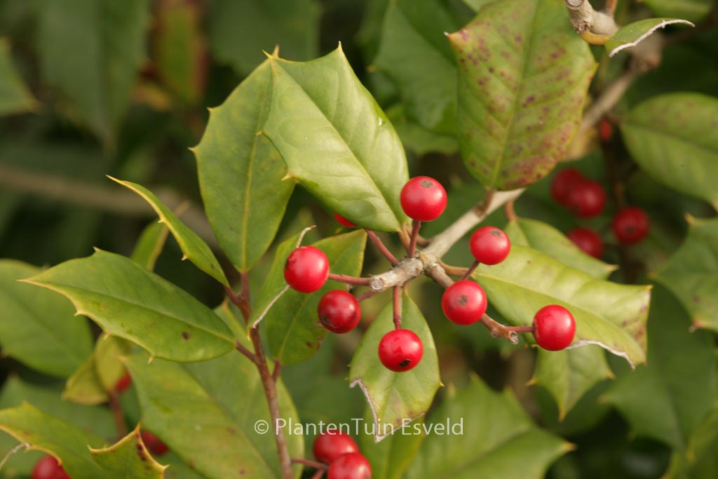 Ilex opaca ‚Trisco‘