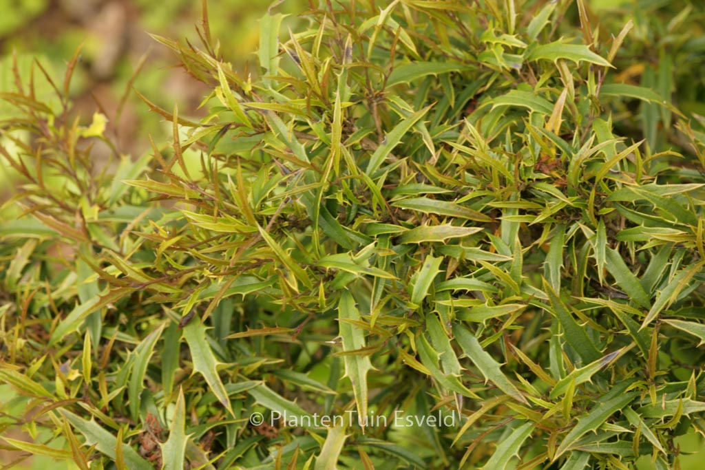 Ilex opaca ‚William Hawkins‘