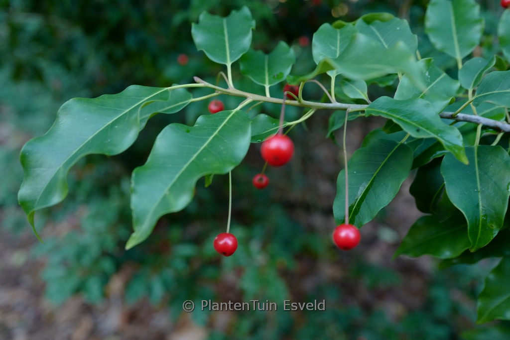 Ilex pedunculosa ‚Ellen‘
