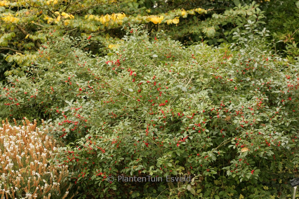 Ilex vomitoria ‚Dwarf‘