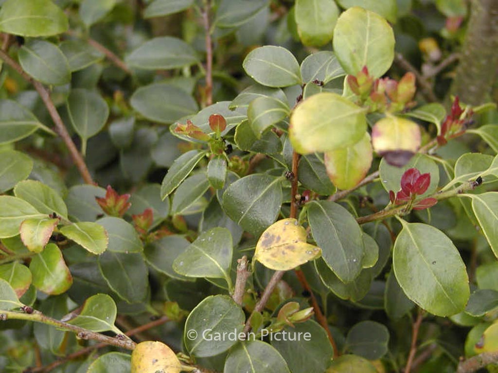 Ilex yunnanensis var. gentilis