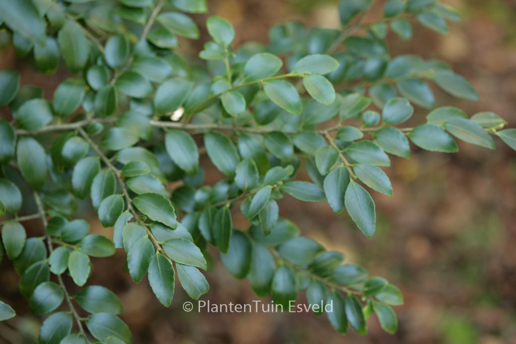 Ilex yunnanensis
