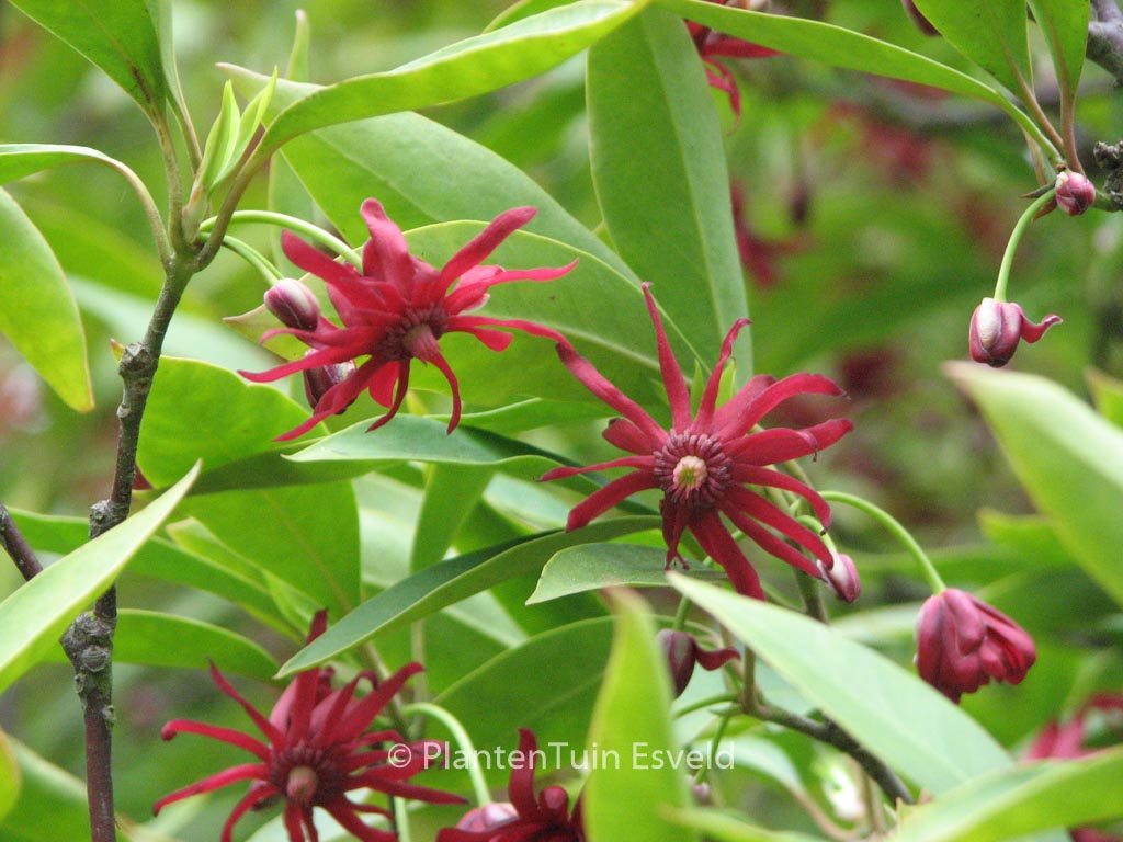 Illicium floridanum