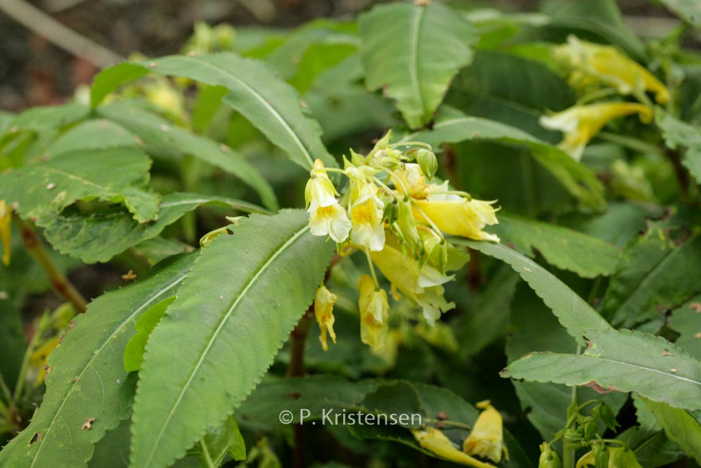 Impatiens omeiana ‚Ice Storm‘