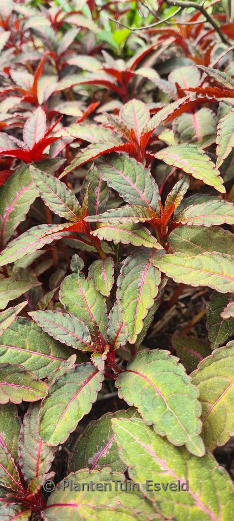 Impatiens omeiana ‚Sango‘