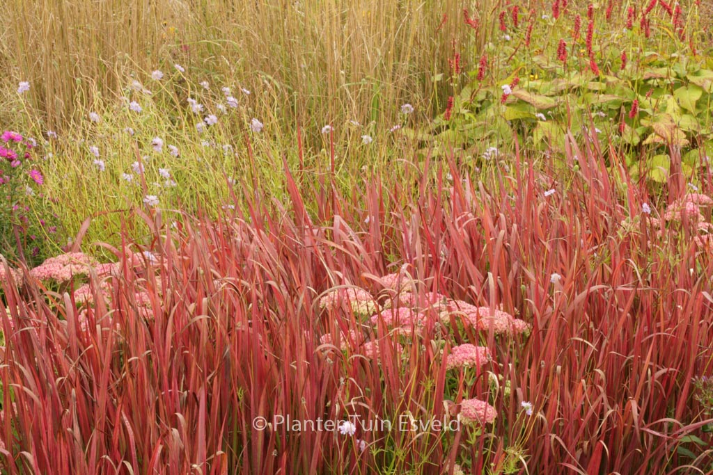 Imperata cylindrica ‚Red Baron‘