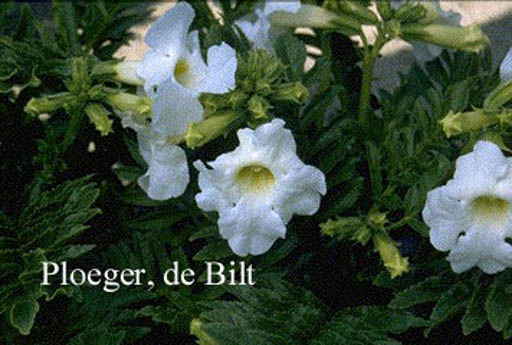 Incarvillea delavayi ‚Snowtop‘