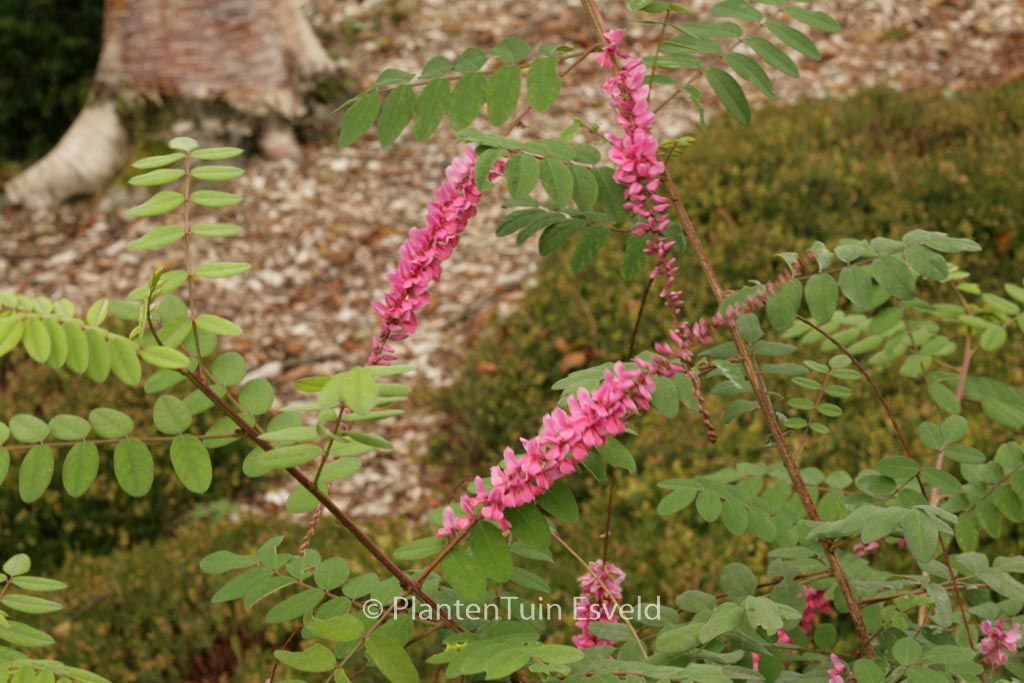 Indigofera amblyantha