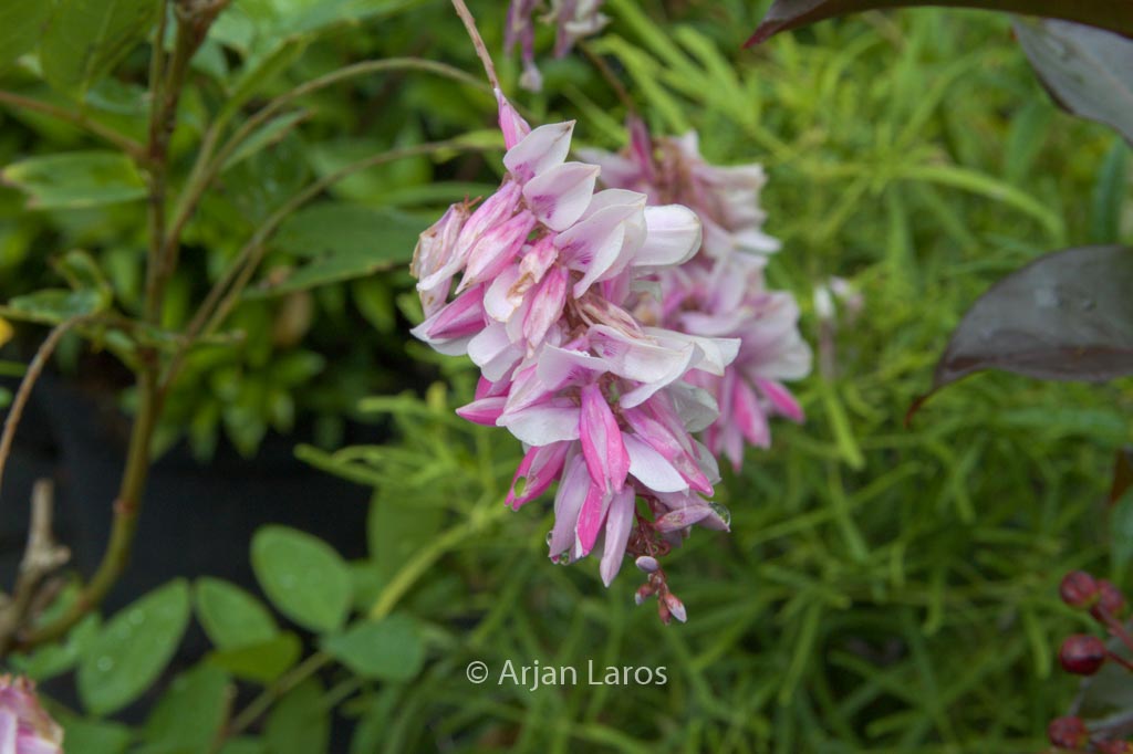 Indigofera decora