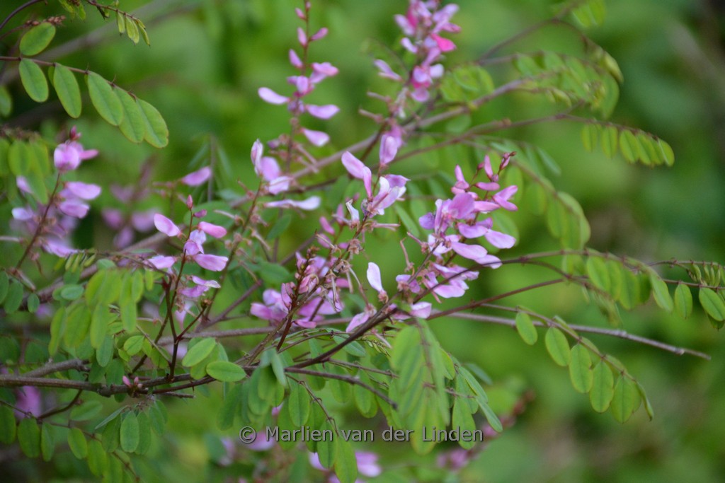 Indigofera himalayensis ‚Silk Road‘