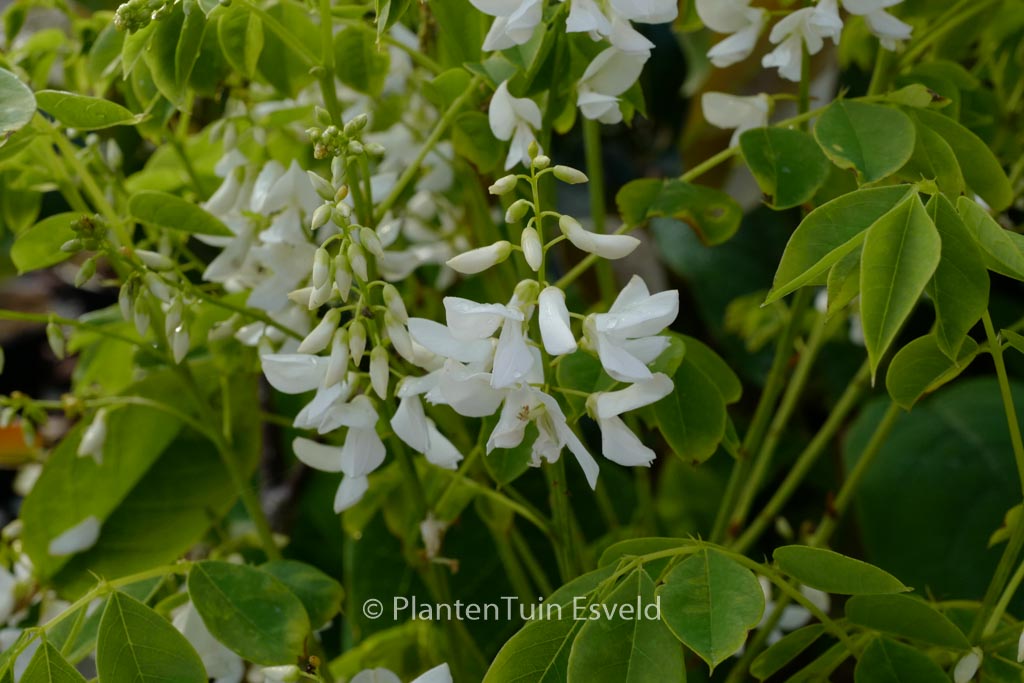 Indigofera kirilowii var. alba