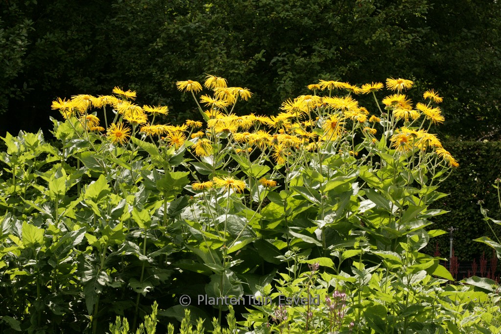 Inula magnifica ‚Sonnenstrahl‘