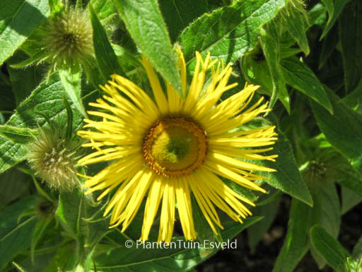 Inula magnifica