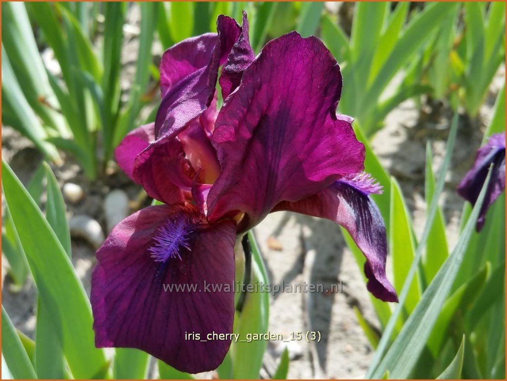 Iris ‚Cherry Garden‘