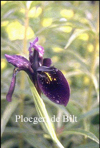 Iris chrysographes ‚Black Form‘