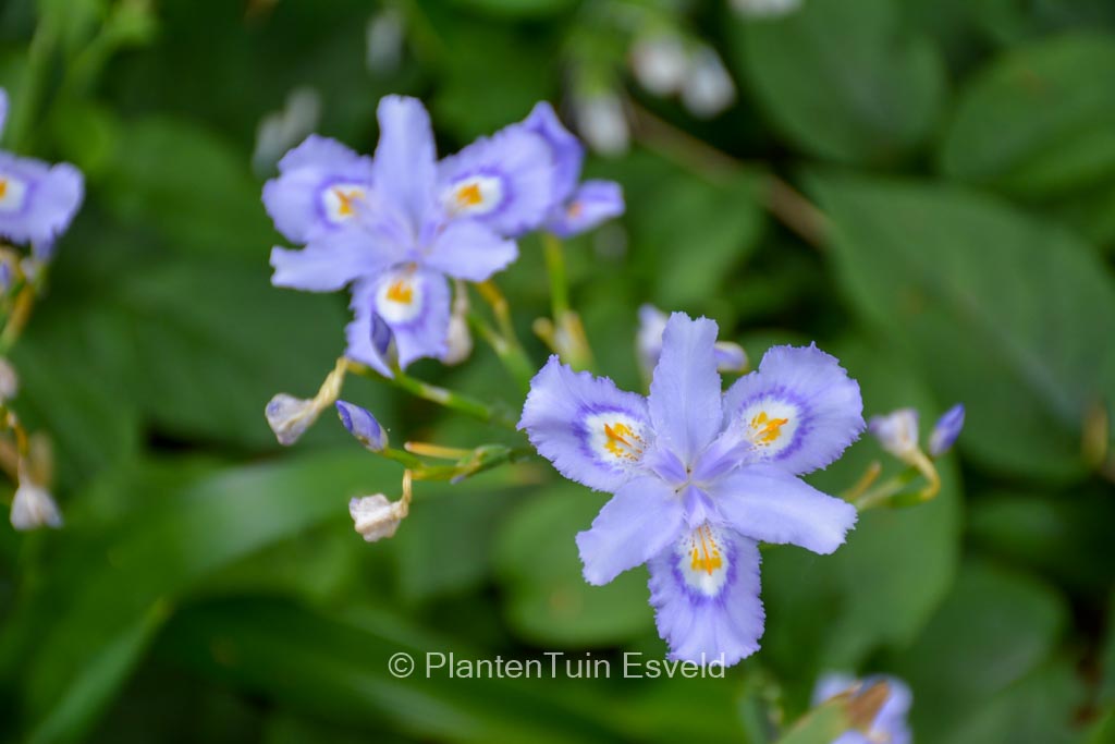 Iris confusa ‚Martyn Rix‘