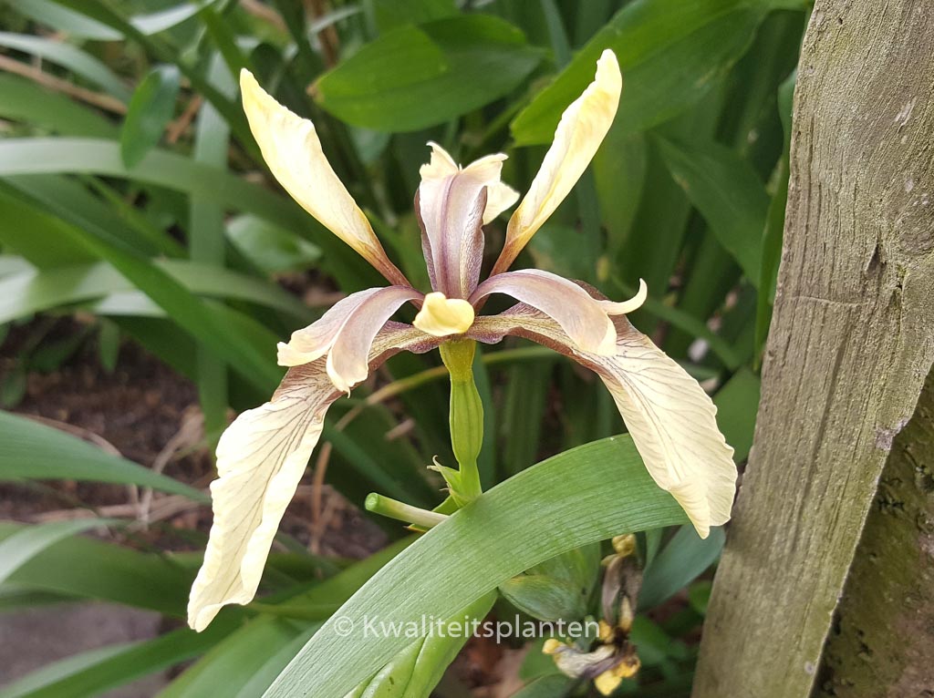 Iris foetidissima ‚Citrina‘