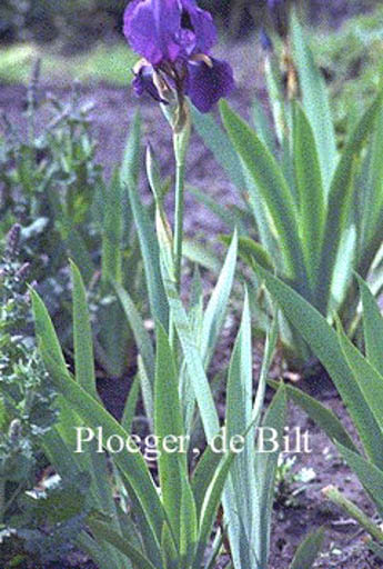 Iris germanica ‚Joanna‘