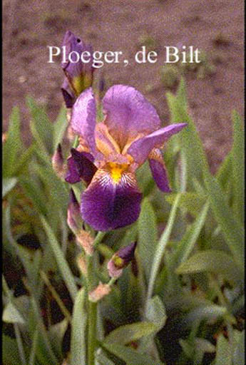 Iris germanica ‚Lent A. Williamson‘