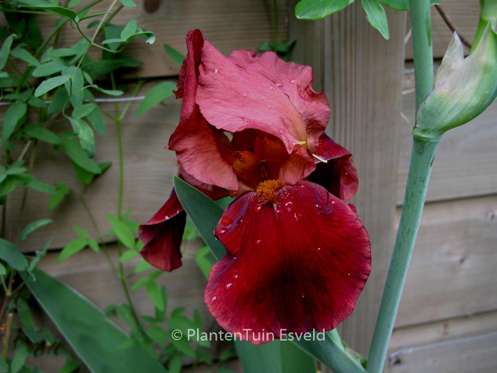 Iris germanica ‚Natchez Trace‘