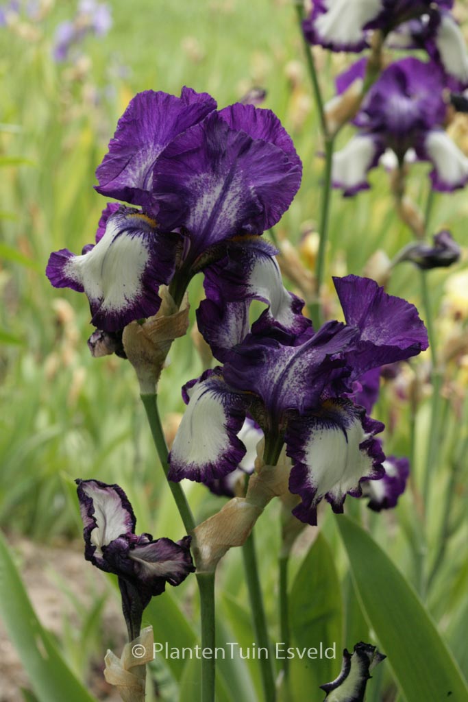 Iris germanica ‚Stepping Out‘