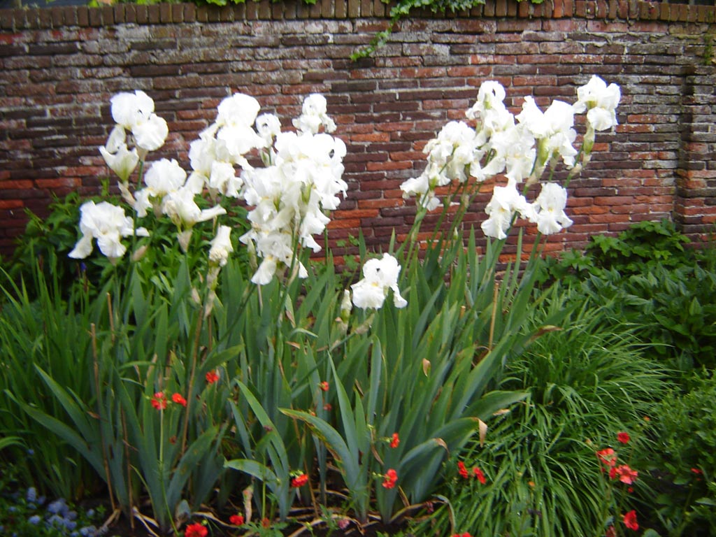 Iris germanica ‚White Knight‘