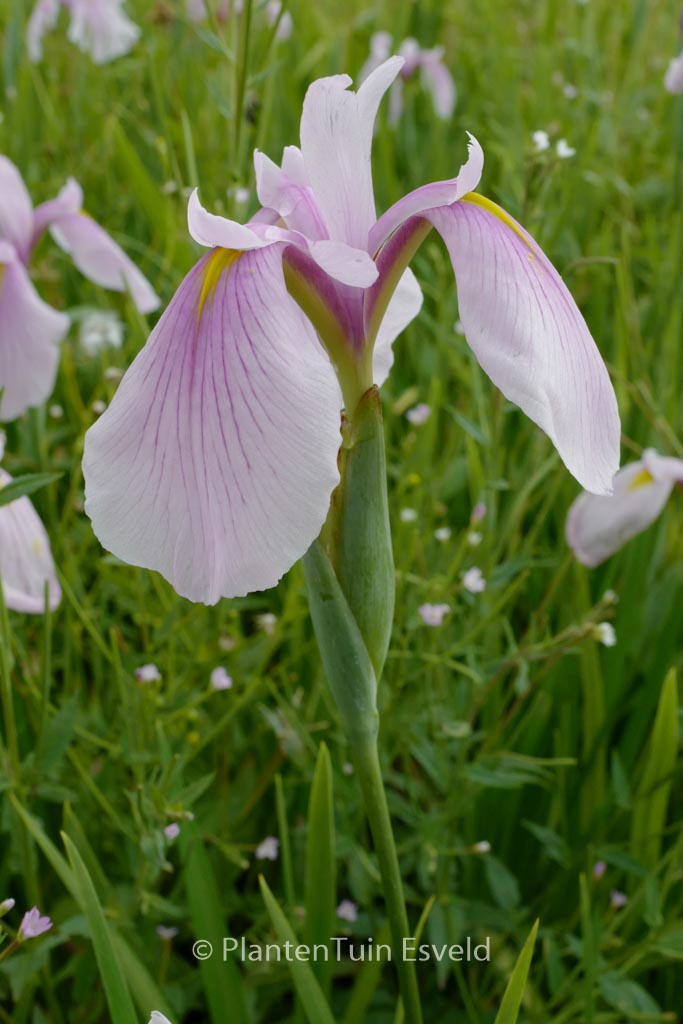 Iris laevigata ‚Rose Queen‘