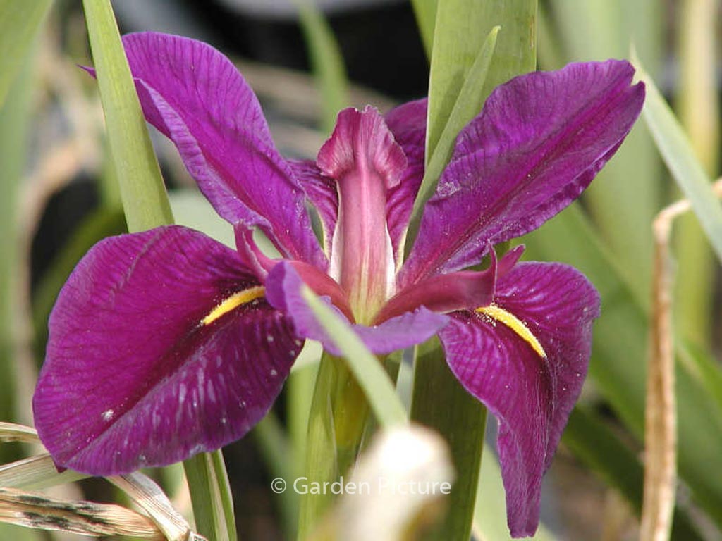 Iris louisiana ‚Black Gamecock‘