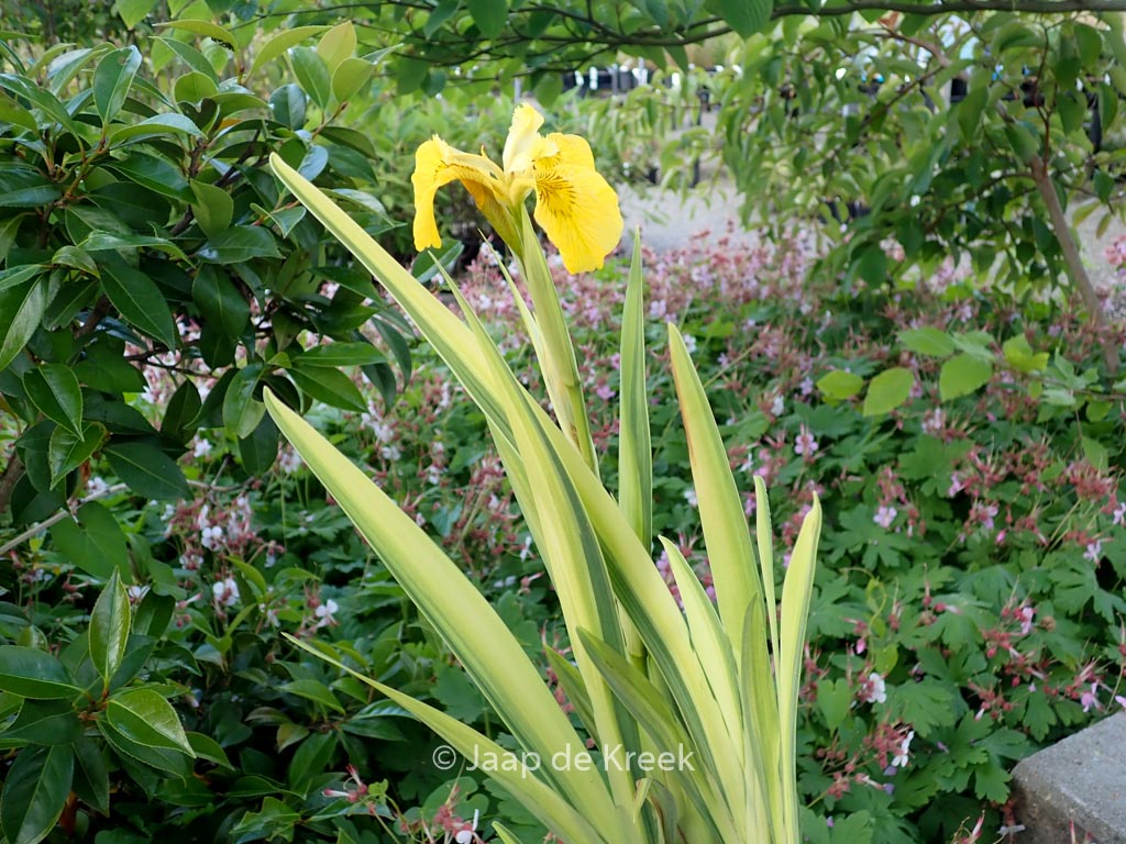 Iris pseudacorus ‚Variegata‘