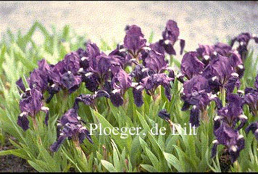 Iris pumila ‚Atroviolacea‘