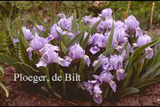 Iris pumila ‚Blue Denim‘
