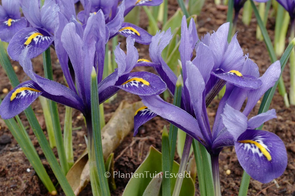 Iris reticulata ‚Harmony‘