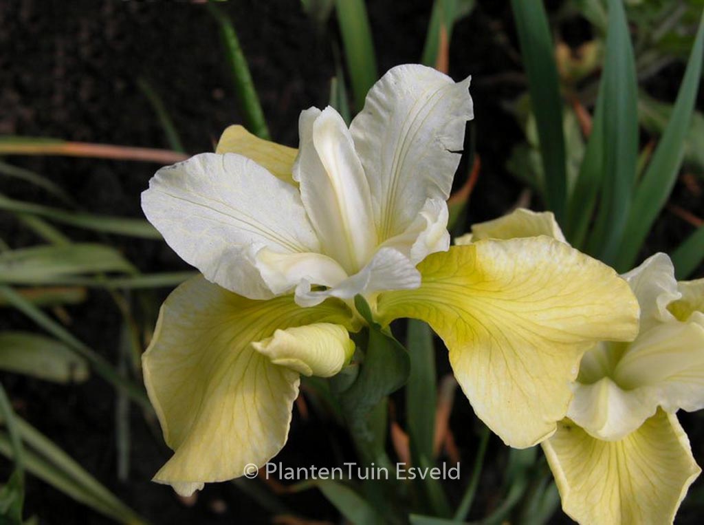 Iris sibirica ‚Butter and Sugar‘