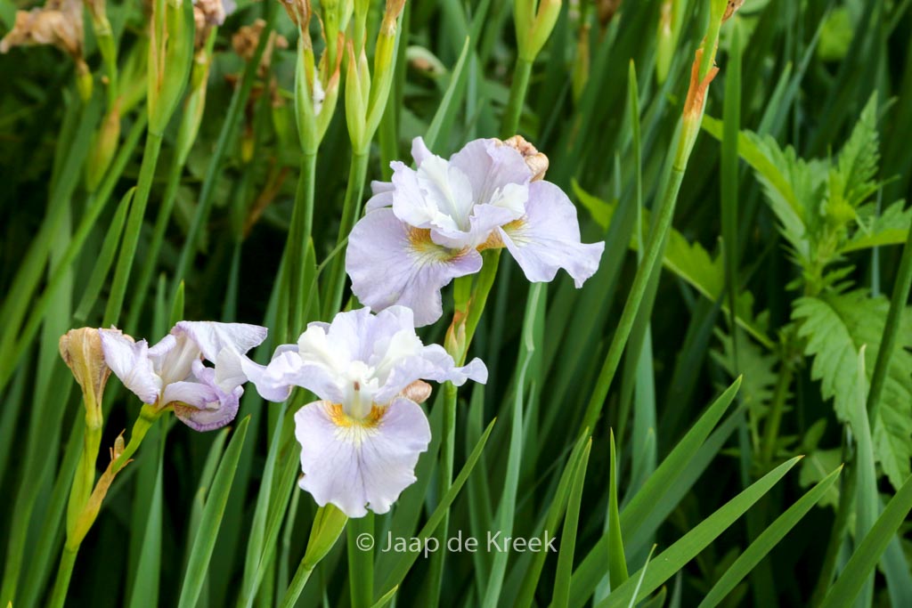Iris sibirica ‚Dawn Waltz‘