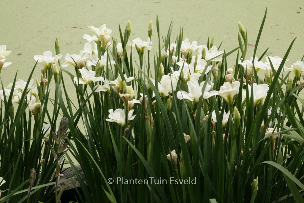 Iris sibirica ‚Gull’s Wing‘