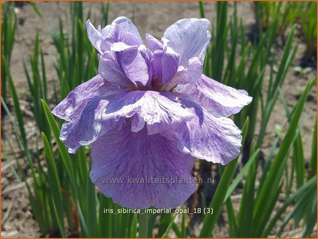 Iris sibirica ‚Imperial Opal‘