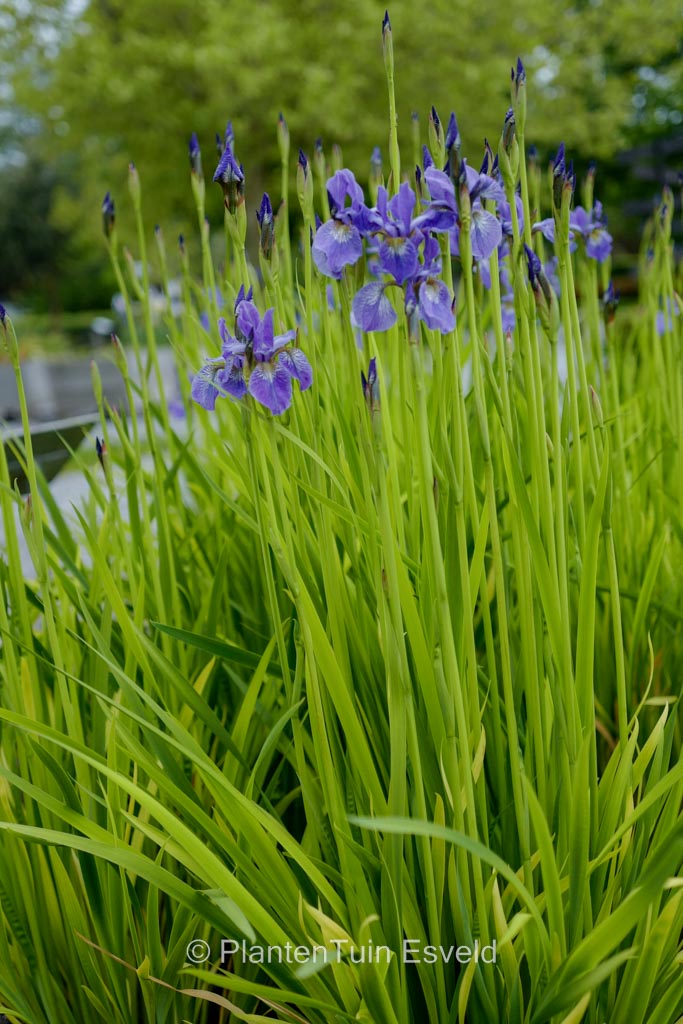 Iris sibirica ‚JF1‘ (FRAN’S GOLD)