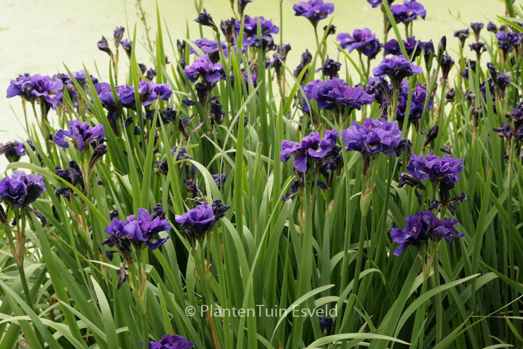 Iris sibirica ‚Kabluey‘