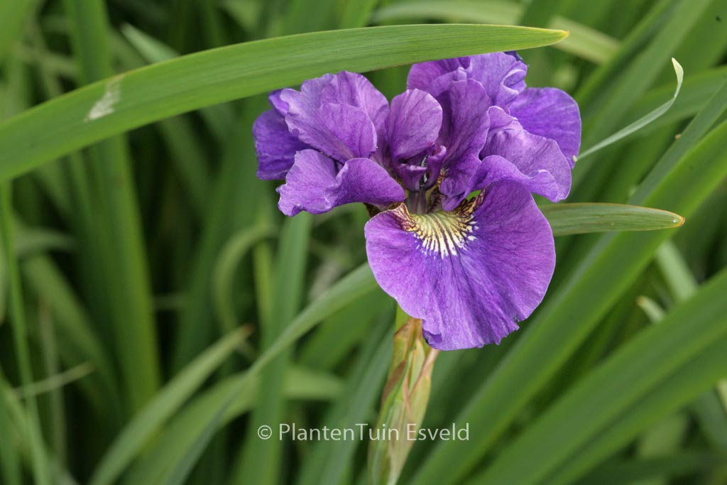 Iris sibirica ‚Kaboom‘