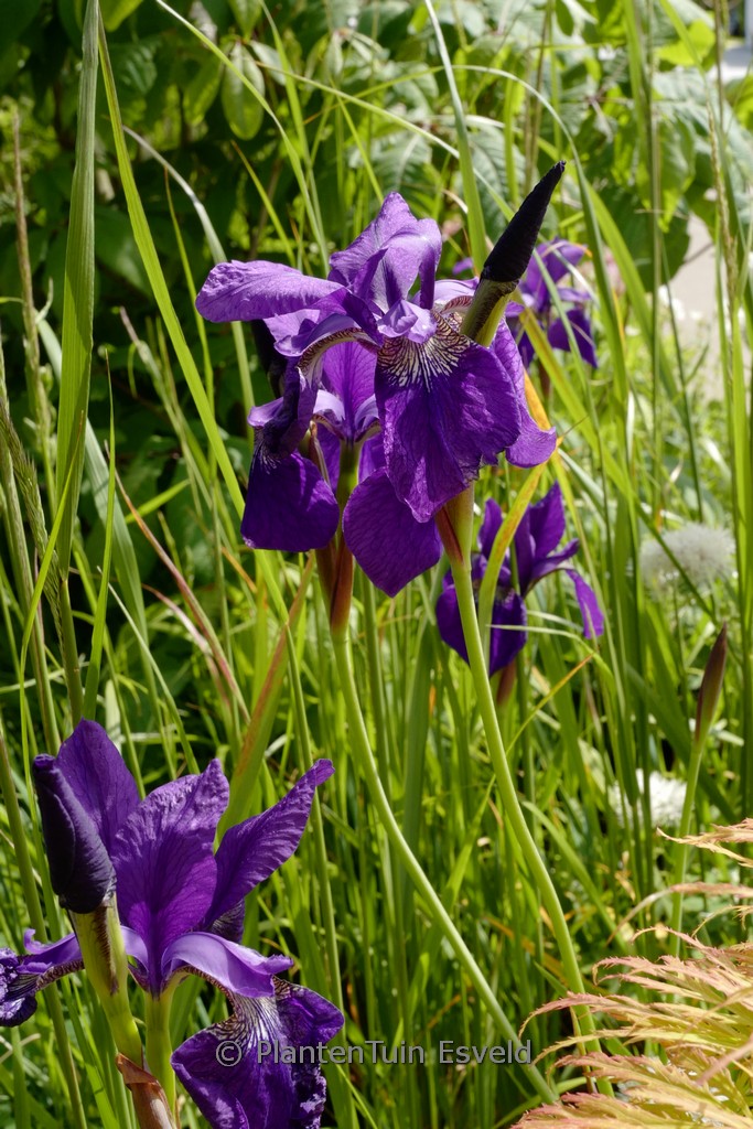 Iris sibirica ‚Persimmon‘